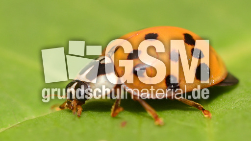 Asiatischer_Marienkäfer (3).jpg